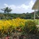 Viager maison Le Vauclin 97280