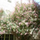 Viager maison Theziers 30390