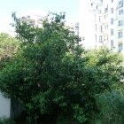 Viager appartement Paris 75020